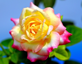 野生渐变蔷薇科玫瑰花图片